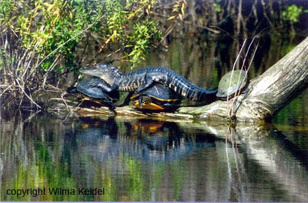 AlligatorRestingon2Turtles.jpg 450x297