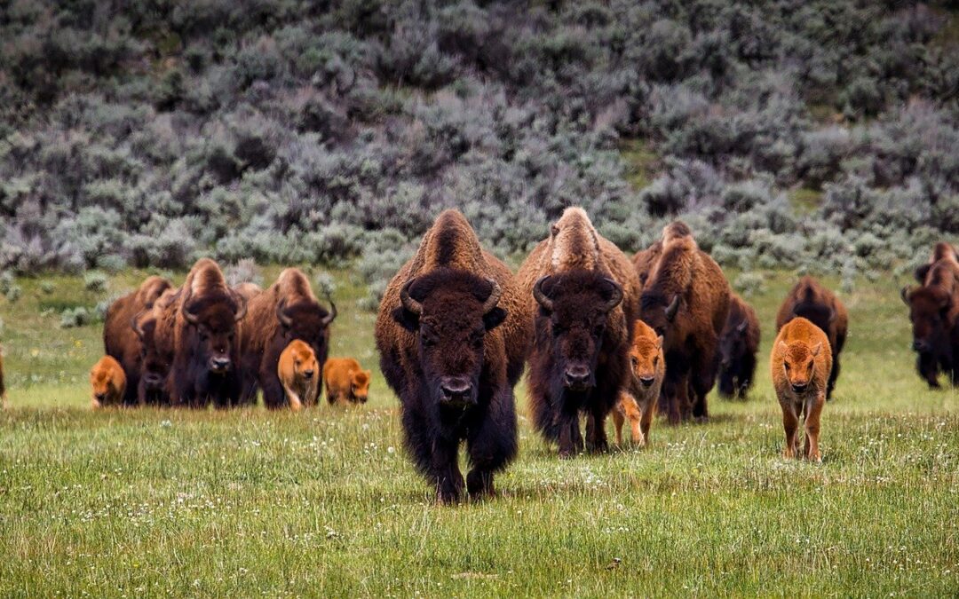 COLORADO & WYOMING PARKS Sept 2023