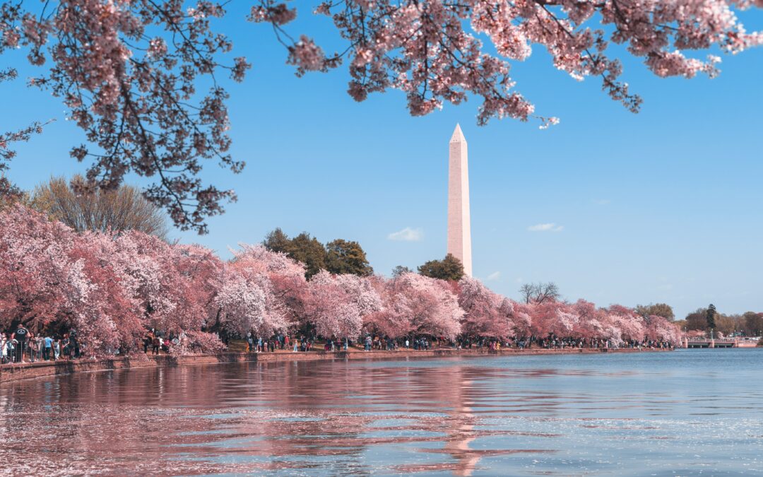 Spring is the favored time to visit Washington DC because of the beautiful and bountiful cherry blossoms