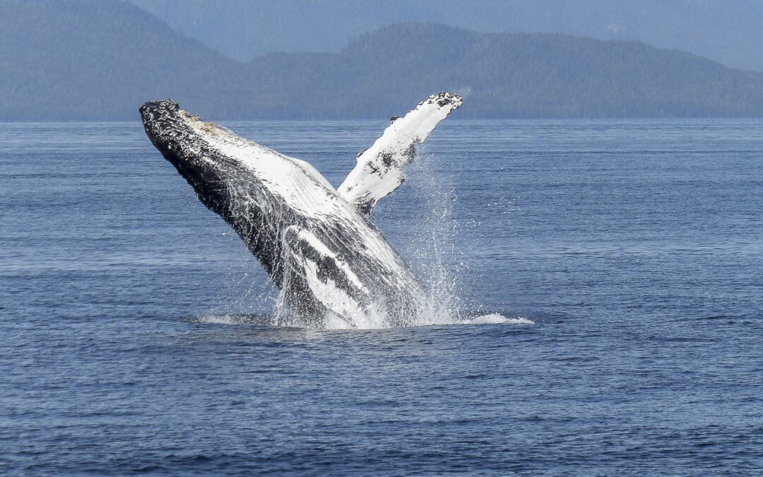 Whale breaching - Princess Monterey Whale Watching tour