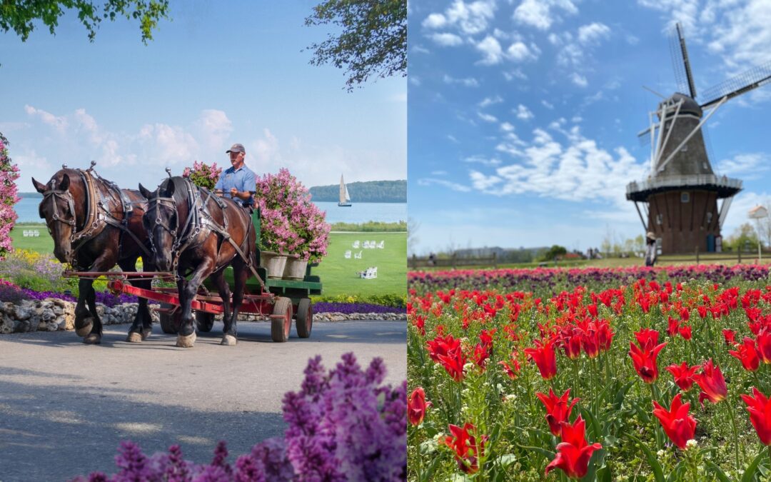 Mackinac lilacs and Holland tulips